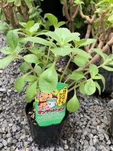健康維持の為に...園芸を始める？