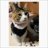 うちのもかちゃん