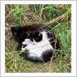 猫の楽園