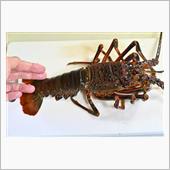 生きた伊勢海老をさばいて刺身 ...