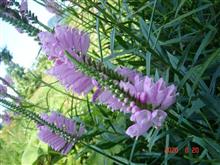 🌸　PURPLE