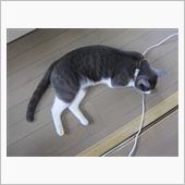 また一人味方が減ってるよ？  ...