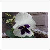 １０月２４日、おはようござい ...