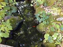 Goto阿蘇で遊び過ぎ… 中編