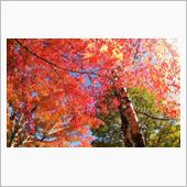 紅葉パトロール４・・・長野県 ...
