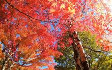 紅葉パトロール４・・・長野県上伊那郡もみじ湖へ　(&#180;-ω-`)