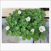 白花
