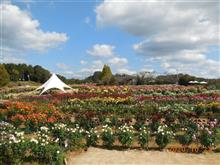 広島県の世羅でダリアと薔薇を見るＴＲＧ