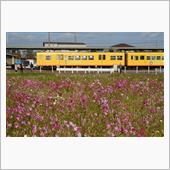 三岐鉄道とコスモス