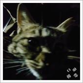 脱走猫のその後。
