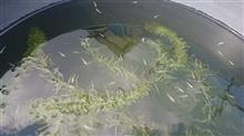 今日も銭司メダカ