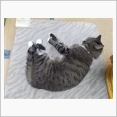 今日もカクテルの勉強です。