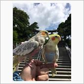 オカメインコとお散歩🐥🐥 ...