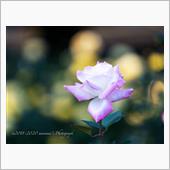 Autumn Rose 20 ...