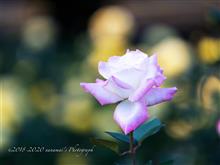 Autumn Rose 2020 Vol.2