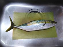 頂いたイナダをお刺身に。閲覧注意⚠️魚をさばいてる写真です