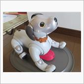銀座にaibo用品を買いに行く