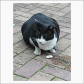 今朝のにゃんこ 20.11. ...