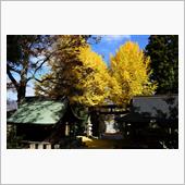 紅葉の見頃が掴めない・・・・