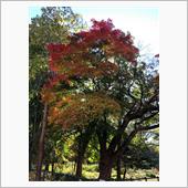 紅葉してきたので近くを散策