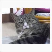 今日は、ダイキリで。
