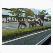 今日はお山で車中泊の練習をし ...