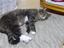 １１月３日だよね。