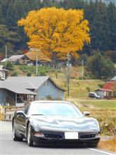 金言寺の大イチョウ２０２０
