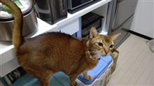 アッピーの変な要求     #猫 #アッピー #アビシニアン #水をかけて #Catlog #スマート首輪 #RABO #アニコム