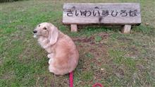 さいわいふるさと公園へ    #犬 #ハッピー #ミニチュアダックスフント #さいわいふるさと公園