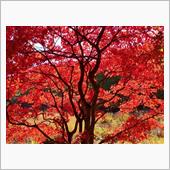 紅葉・モミジ・紅葉