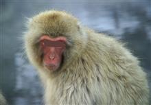 東京のお台場にも、昨日  猿🐒が出没したようです😭