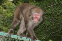 まだまだ近くに猿🐒がいます.........