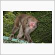 まだまだ近くに猿🐒がいます.........