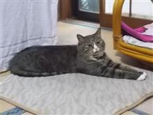 今日もカクテル。