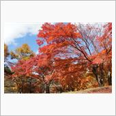 紅葉狩りPart2
