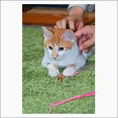 東京へ　義弟が猫ちゃんを飼い ...