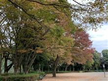 いよいよ紅葉ｼｰｽﾞﾝ入口?