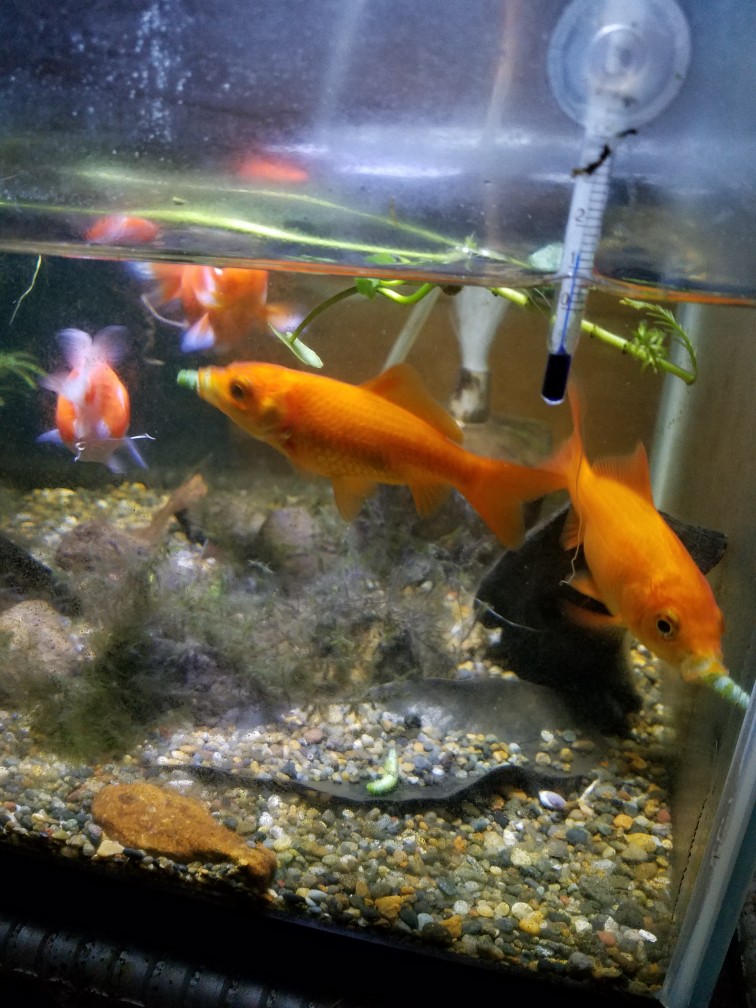 金魚のエサ チャッピlyのブログ 田舎の山猿大将 みんカラ 金魚のエサ チャッピlyのブログ 田舎の山猿大将 みんカラ
