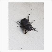 がんばれー‼️