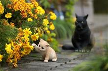 花にじゃれる子猫