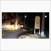 初の場所で、キツネが横切った…