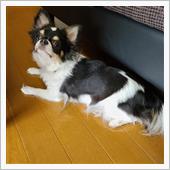 床暖房の虜🐺 #Chihu ...