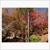 紅葉🍁を観て来ちゃったー