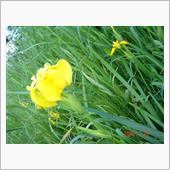 🌸　YELLOW