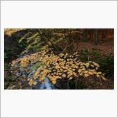分杭峠でゼロ磁場と紅葉狩り