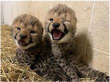 チーターの赤ちゃんのライブ配信