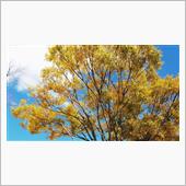 紅葉を楽しむ筈が、やっぱり…。