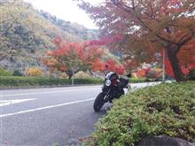 🍁きれいです