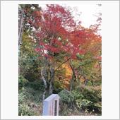 近場で紅葉🍁